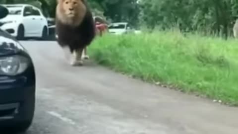 Lion walk