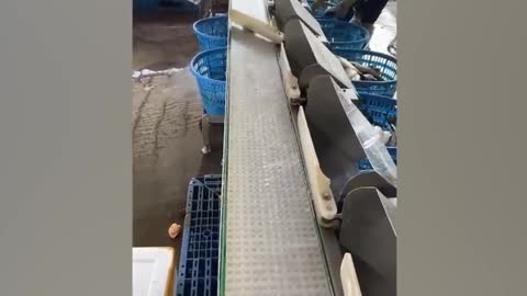 Automatic Picking Of Fish And Cutting Of Noodles