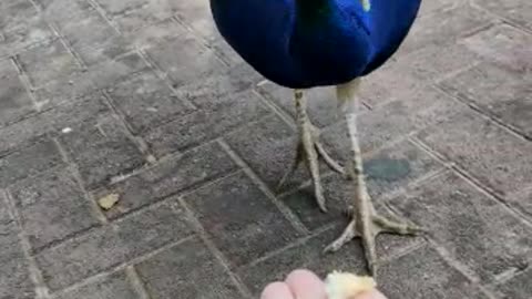 Beautiful bird eating