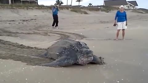 Biggest sea turtle in the sea