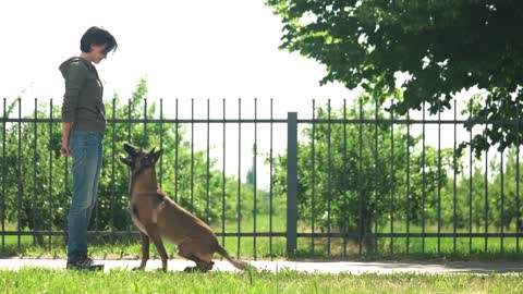 Dog Training- TOP 10 Commands to Learn