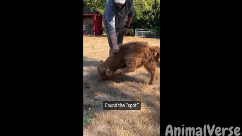 Funnu animal videos