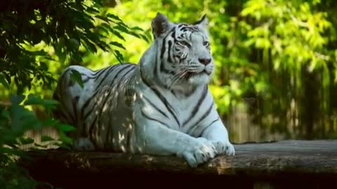 White Tiger-