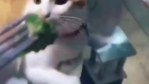 Adorable funny and queasy cat