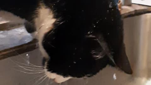 cat eats water