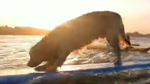 Dog surfing with surfing boat in beach 🐕🐕‍🦺🐶 | Dog videos Animal lover