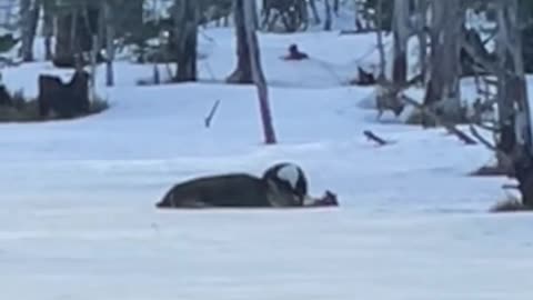 Eagle vs. Deer: Frozen Pond Encounter! 🦅🦌