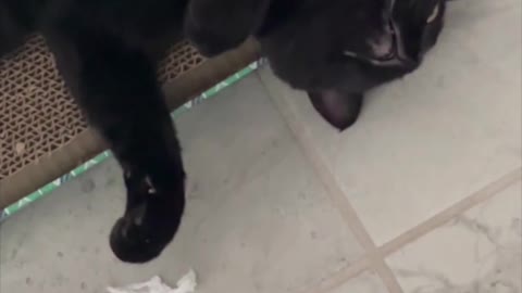 Adopting a Cat from a Shelter Vlog - Precious Piper Likes to Lounge on Her Scratchpad #shorts
