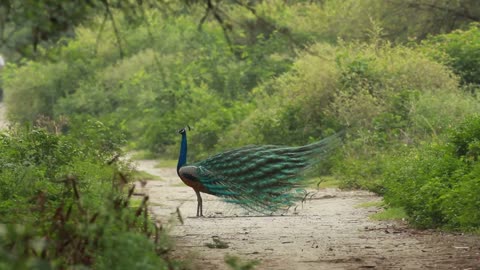 Exploring the Majestic Beauty of Peacocks: A Mesmerizing Journey into Nature's Elegance