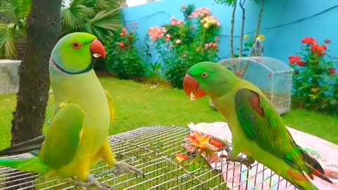 Parrot Talking Mastery: Learn the Art of Avian Communication"
