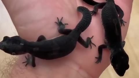 Cute lizards