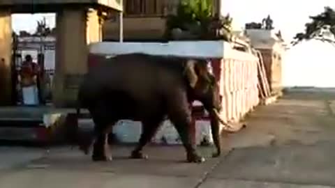 Elephant on temple