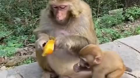 The mother and daughter of the monkey family shared a new delicious dish.