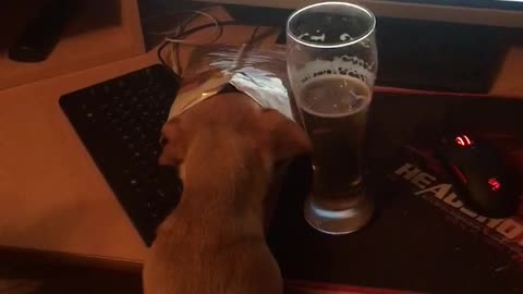 Little dog drink beer