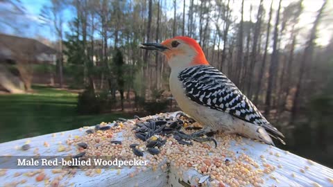 Red-bellied Woodpecker - Identify Female vs.