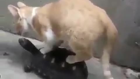 Funny clip of a cat and a turtle
