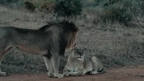 True love between Lions