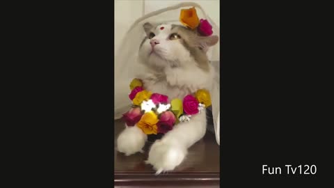 Funniest Animal - Best Of The 2022 Funny Dogs And Cats Videos