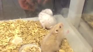 Hamster Acrobat