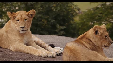 A lioness was lying on a rock