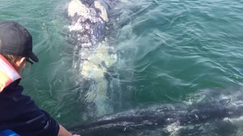 Whale Raises Calf to Boat