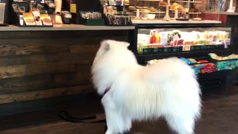 Dog waits in line at Starbucks to order puppuccino