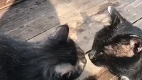 Two Cats Kissing each other