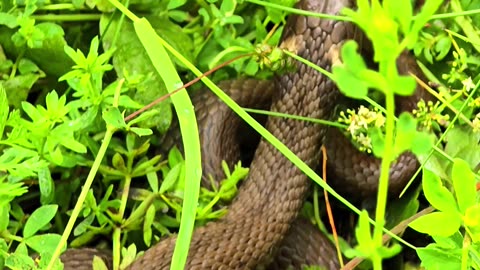 Beautiful snake in a meadow next to a river / beautiful reptile in nature.