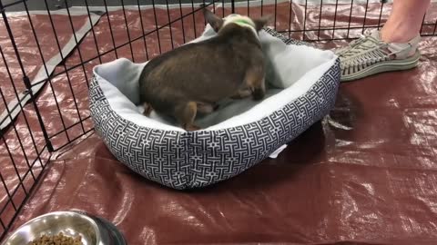 Rescued Chihuahua experiences cozy bed for the first time