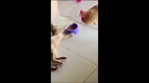 Funny animal's cat and dog