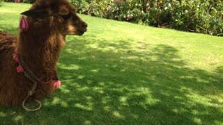 Alpaca hambrienta intenta morder a un humano