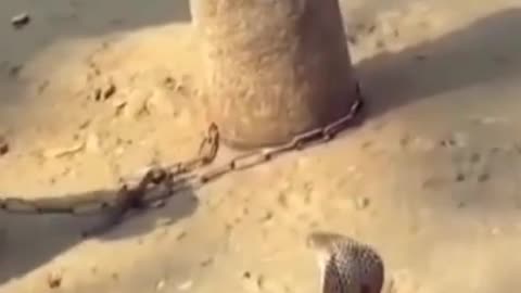 snake vs monkey