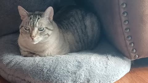 Amazing Cat Loaf