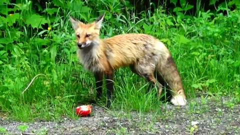 Friendly Fox