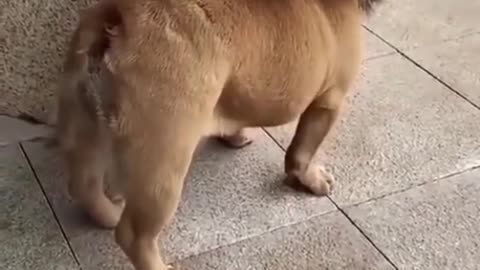 Funny_dog_Video #Shorts