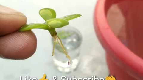 Grow Jade Plant