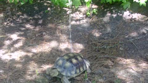 African Spur Tortoise getting a quick splash!