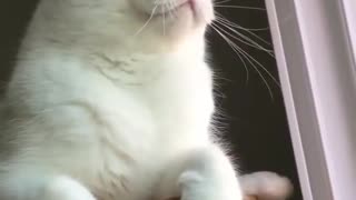 The Cat| The cat is practicing yelling