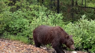 A Majestic Grizzly