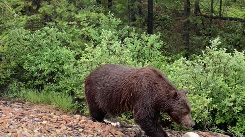 A Majestic Grizzly