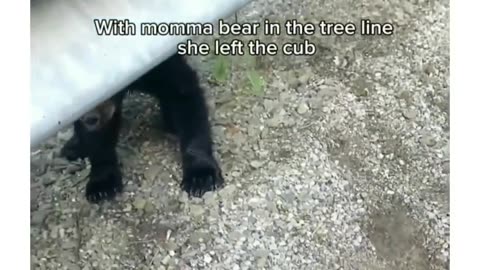 Stuck bear cub now a friend.