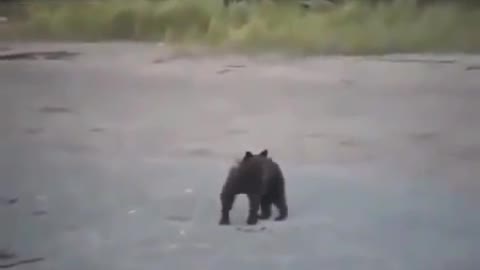 The bear was so lucky the russian did nothing!!
