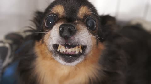 Grin of a small cute dog