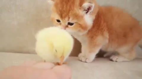 Cats Playing With Little Chicken