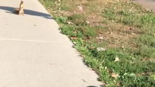 Black dog has sidewalk staredown with squirrel