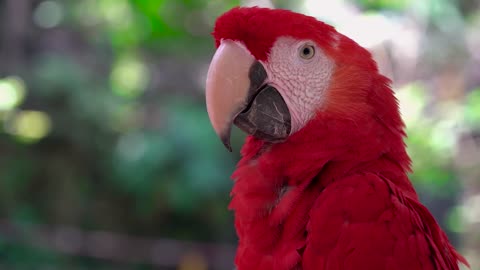 Beautiful red macaw