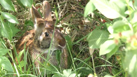 marsh rabbit feeds on leaves