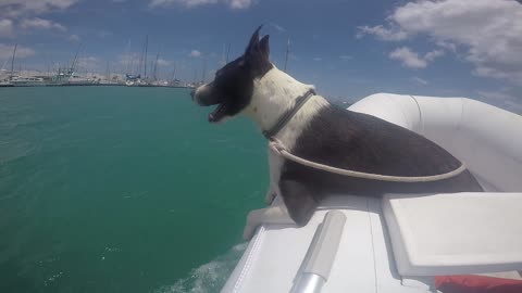 My puppy the boat doggy