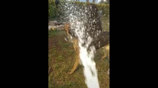 How dogs react to water.