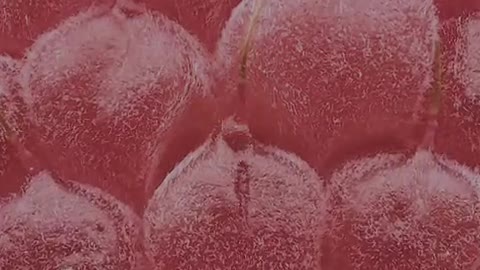 Raspberries under the microscope